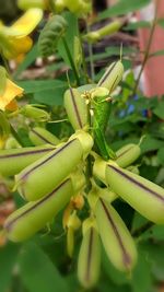 Close-up of insect on plant