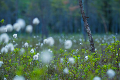 A beautiful cotton-grass heads in the warm sunset light. white fluffy cotton-grass flowers.