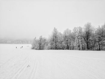 Trees on snow covered landscape