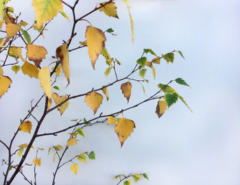 Low angle view of tree against clear sky