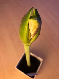 Close-up of green tulip on table