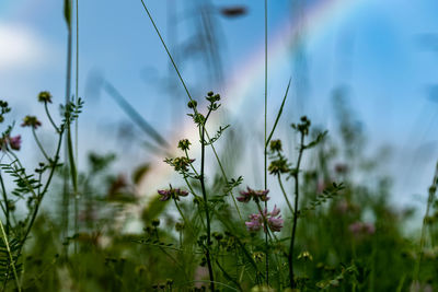 Close-up of flowering plants on field against sky