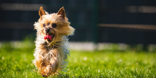 Small dog yorkshire terrier in a field