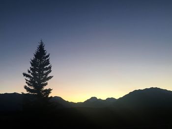 Silhouette of tree at sunset