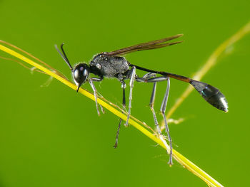 Close-up of insect on plant