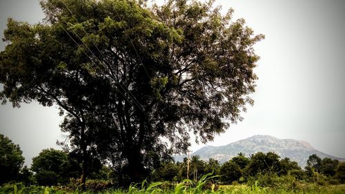 Trees on landscape against clear sky