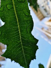 Close-up of fresh green leaves