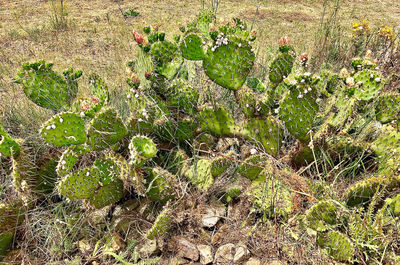High angle view of cactus growing on field
