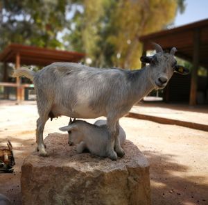 Sheep standing outdoors