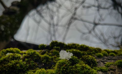 Close-up of moss growing on tree