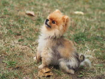 Small dog sitting on field