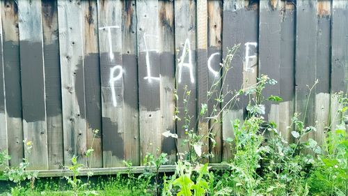 Close-up of text on wood in plant