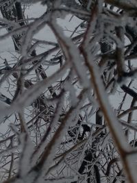 Full frame shot of snow covered plants