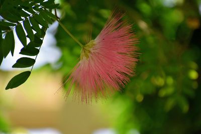 Close-up of purple flower
