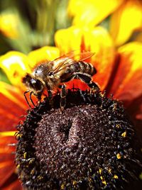Close-up of bee pollinating on flower