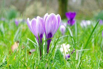 Close-up of purple crocus flowers growing in field