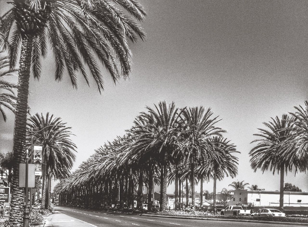 palm tree, tree, clear sky, road, building exterior, architecture, built structure, street, transportation, growth, sky, car, tree trunk, the way forward, street light, treelined, low angle view, outdoors, nature, copy space