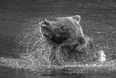 View of grizzly bear swimming in river