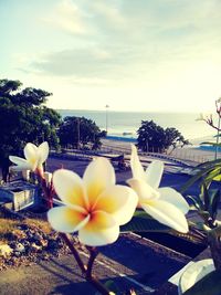 Close-up of frangipani on tree by sea against sky