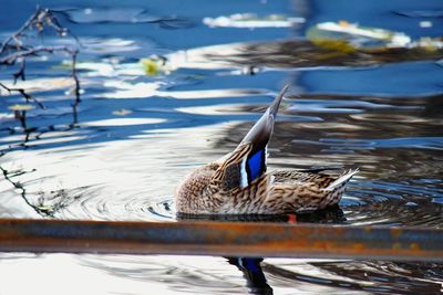 Bird swimming in lake