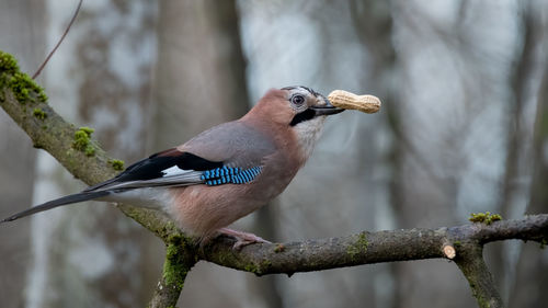 Close-up of bird perching on branch