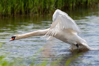 Swan floating on a lake