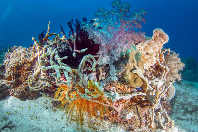 View of coral swimming in sea