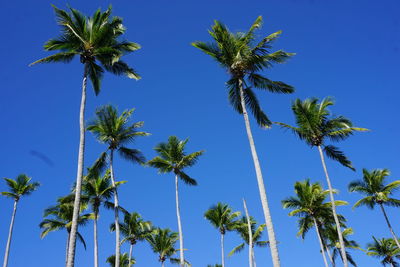 Low angle view of palm trees against clear blue sky