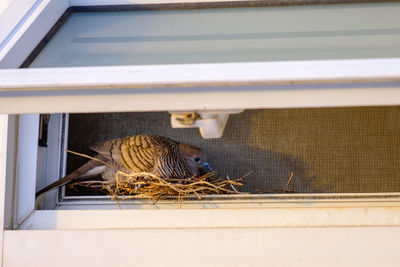 Close-up of birds on metal structure