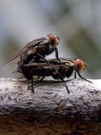 Close-up of two houseflies mating