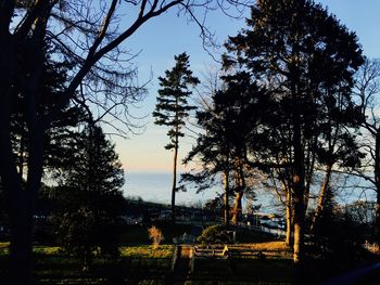 Silhouette trees in forest against sky during sunset