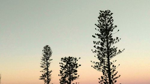 Low angle view of silhouette tree against clear sky