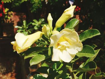 Close-up of yellow flowers