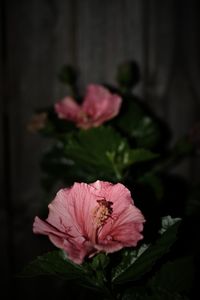 Close-up of pink flowers