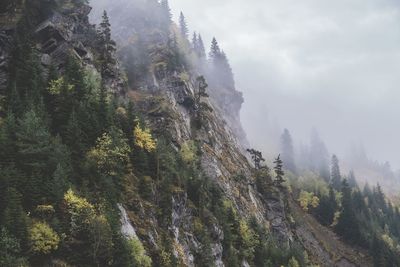 Scenic view of forest against sky