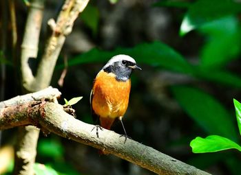 Close-up of bird perching on branch