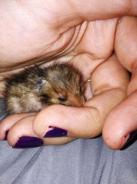 Close-up of hand holding cat