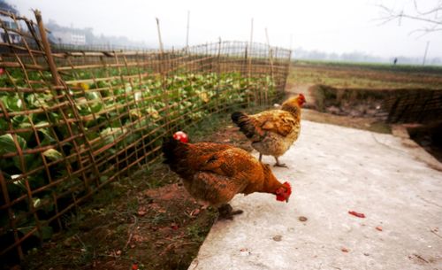 Hen at farm against landscape