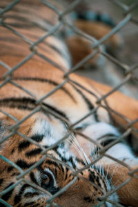 Close-up of tiger seen through chainlink fence