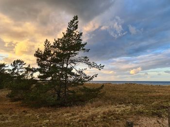 Tree on field against sky during sunset