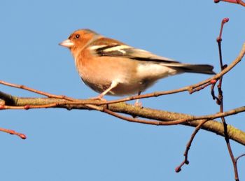 Low angle view of bird perched on branch