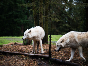 Wolves walking on field in forest