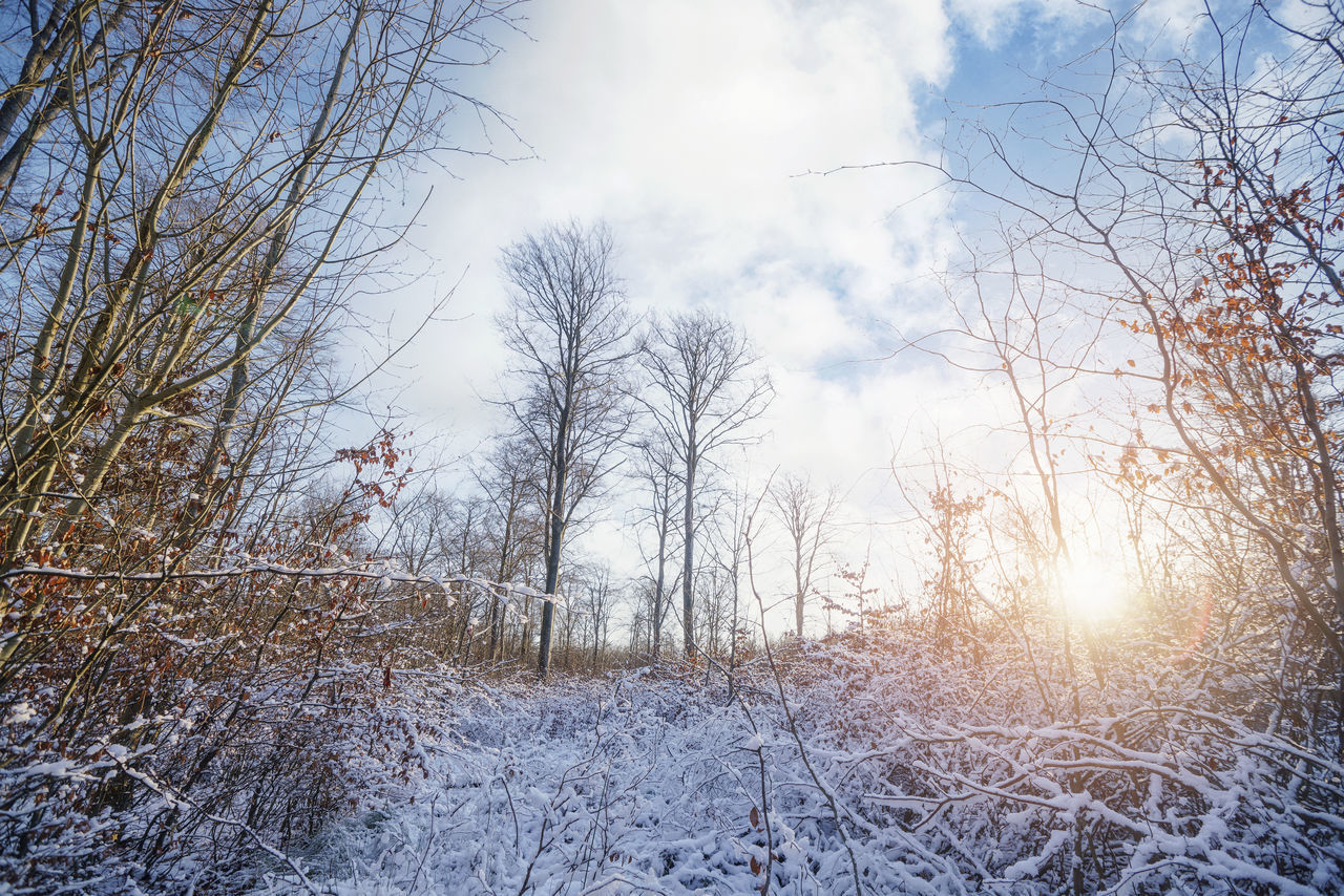 winter, tree, cold temperature, plant, sky, snow, frost, nature, beauty in nature, freezing, bare tree, tranquility, land, scenics - nature, environment, no people, tranquil scene, sunlight, forest, frozen, cloud, non-urban scene, landscape, branch, day, sun, outdoors, white, woodland, morning, lens flare, idyllic, sunbeam, pinaceae, growth, blue, coniferous tree, ice, deep snow