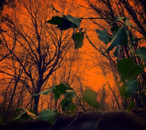 Low angle view of bare trees during autumn