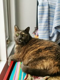 Portrait of cat relaxing at home