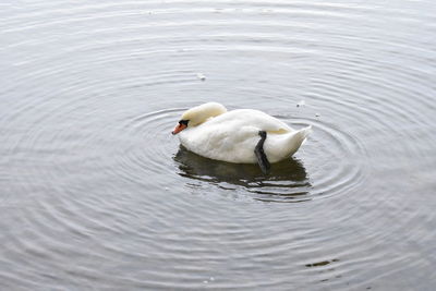 Swan swimming in lake