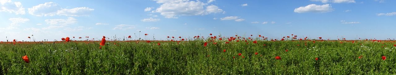 Scenic view of poppy field against sky