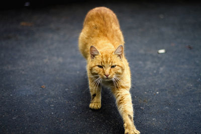 Portrait of cat on street in city