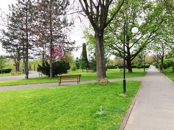 Empty park with trees in background