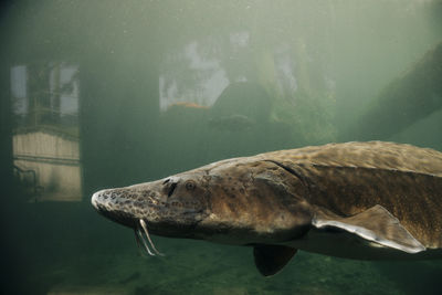 A giant sturgeon swims in a pond at the bonneville fish hatchery.
